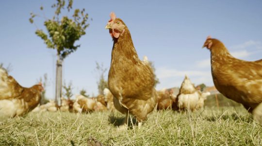 Gulpener beer – The Power of Local